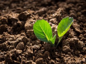 Planter des plants de chou en plein champ