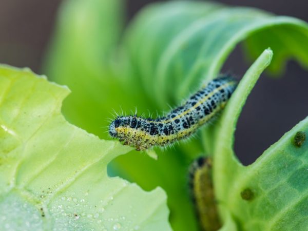 Ang mga ulod ay hibernate sa lupa