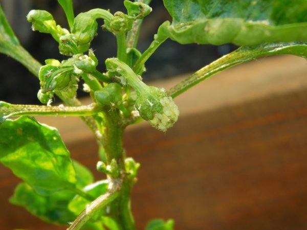 Sweet pepper pest control methods