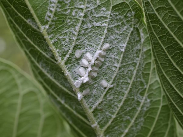 Insects feed on plant sap