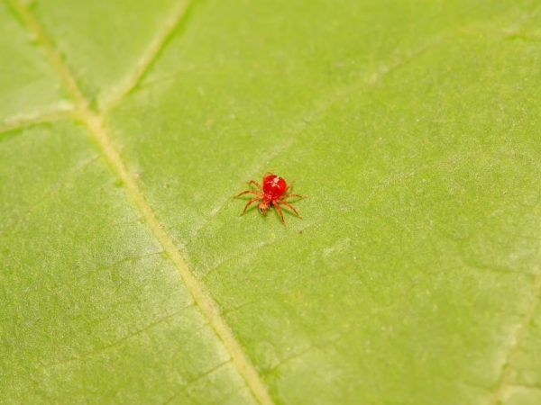 A tick can kill a plant