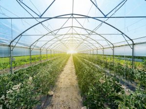 Planter des tomates dans une serre