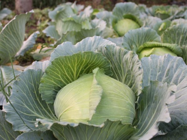 Mga tampok ng Blizzard cabbage