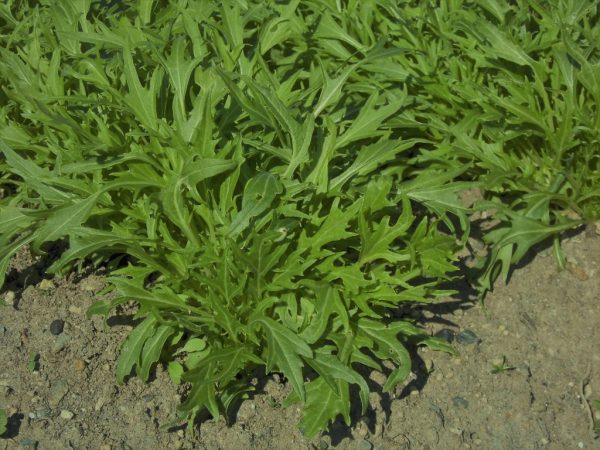 Japanese cabbage Mizuna