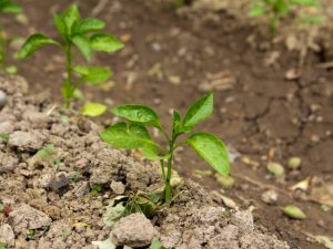 Les plants de poivre sont congelés