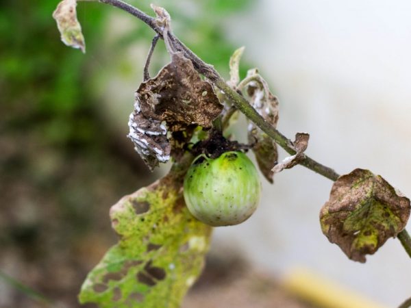 Pourquoi les feuilles d'aubergine jaunissent-elles?