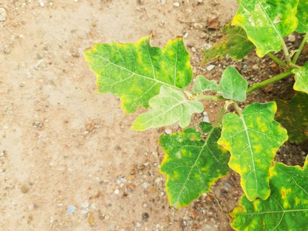 Feuilles jaunes d'un sol non fertilisé