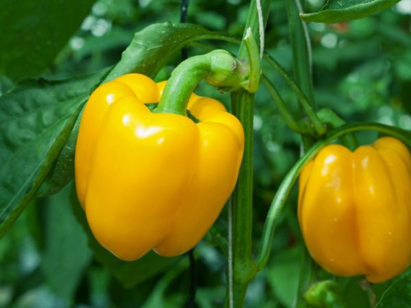 Mga Katangian ng Yellow Pepper