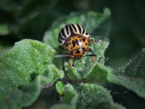 Paglalapat ng Beetle Eater mula sa beetle ng patatas ng Colorado