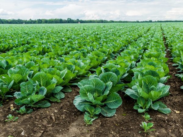 Les plantes ont besoin de la lumière du soleil