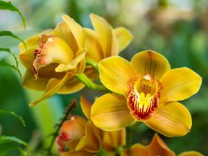 Lumalagong Cymbidium Orchids