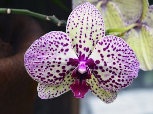 Paano gamitin ang agrikultura para sa mga orchid