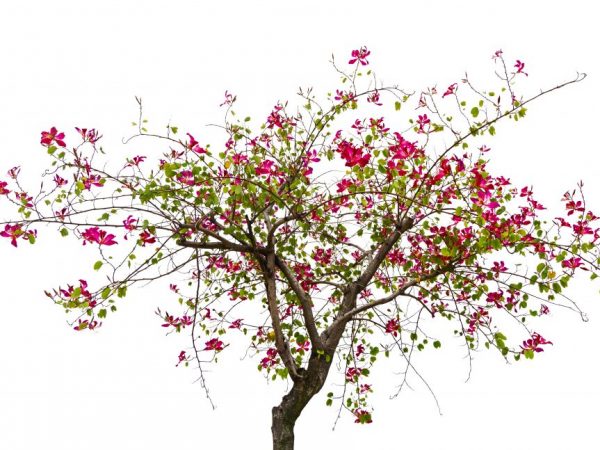 Lumalagong isang bauhinia orchid tree