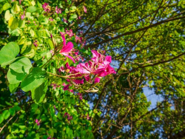 L'arbre ne pousse que dans les régions chaudes