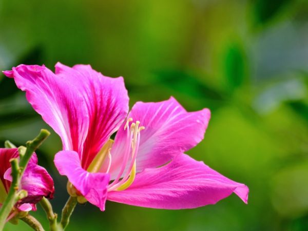 De belles fleurs avec les bons soins