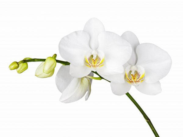 Fehér orchidea termesztése