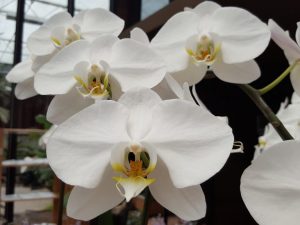 Lumalagong puting Phalaenopsis