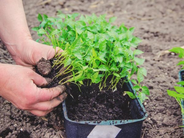 On the growing moon, can be planted in open ground