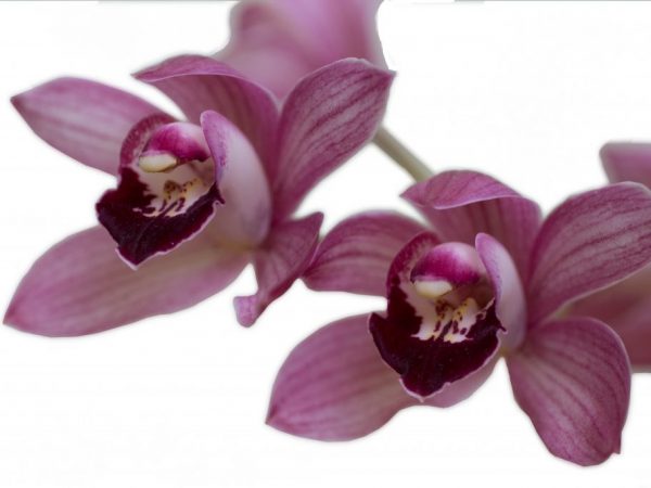 Mga katangian ng burgundy orchid