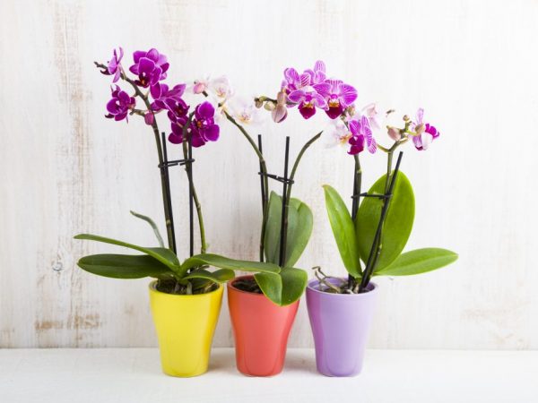 The orchid belongs to the plant family, and the phalaenopsis is a separate species