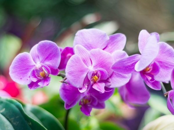 Az orchideák és a phalaenopsis közötti különbség