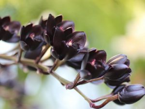 Paglalarawan ng Black Orchid