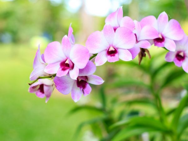 Makulayan ng bawang para sa pagtutubig ng mga orchid