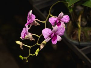 Pangangalaga sa dendrobium Nobile pagkatapos ng pamumulaklak