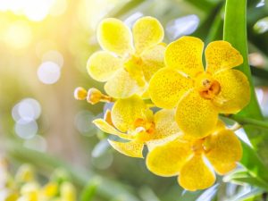 Kahulugan ng bulaklak na orchid