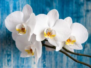 Zircon et Epin pour orchidées