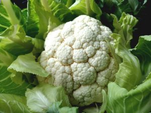 Paglalarawan ng Goodman cauliflower