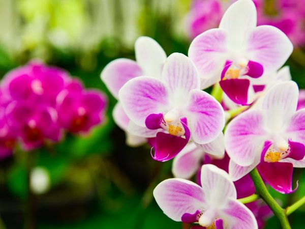 Ang isang orchid ay hindi nangangailangan ng isang malaking palayok