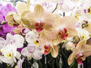 Mga uri ng mahalagang orchids