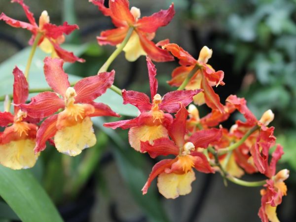 Orchidée Epidendrum