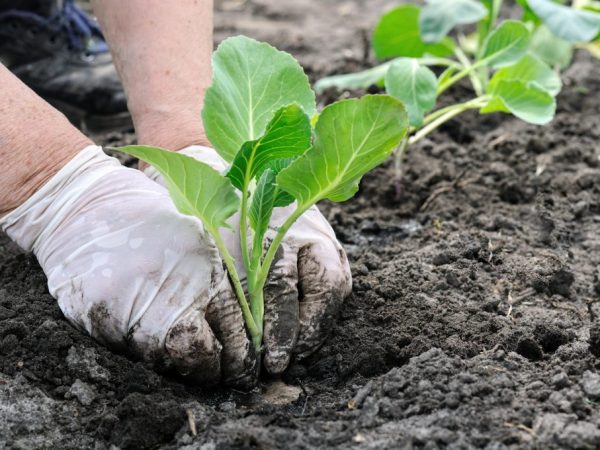 Vous devez planter des semis durcis