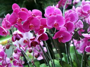 Bakit nawalan ng tugor si Phalaenopsis