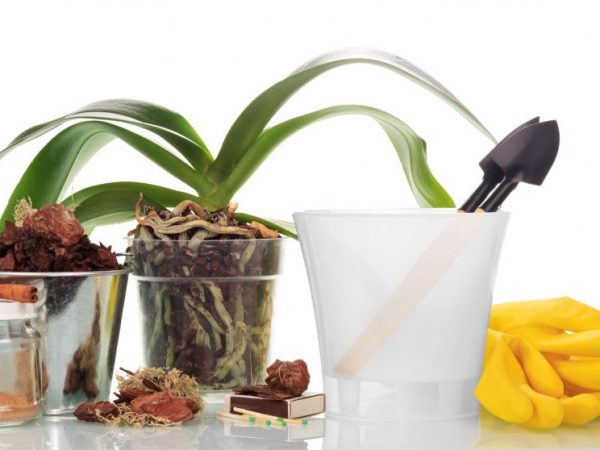 Planting Phalaenopsis Schiller