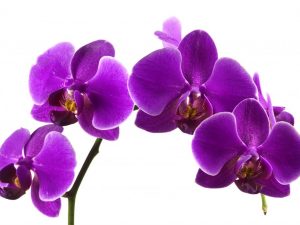 Lila na orchid