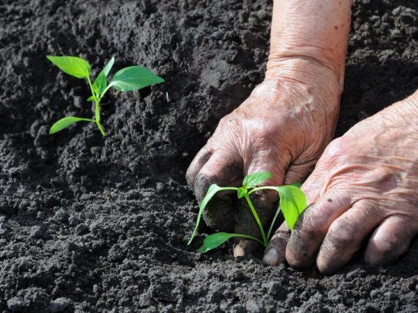 Sprinkle seedlings with earth to the first leaf.