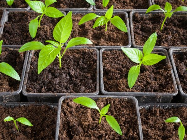 Seedlings need good lighting