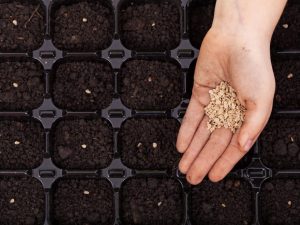 Profondeur de plantation des tomates