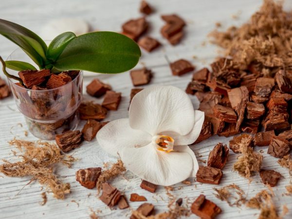 Choosing a soil for Phalaenopsis orchids