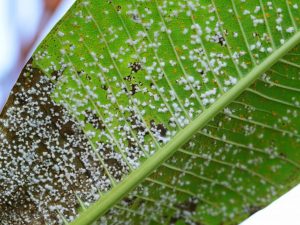 Paano makitungo sa mga pear gall mite