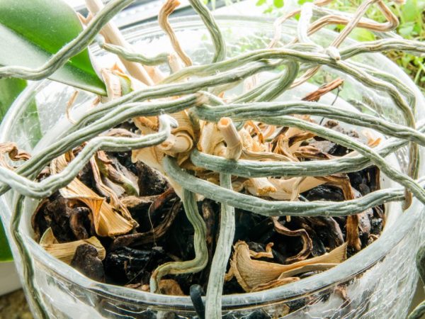 Il est très difficile de faire revivre une plante dans l'eau.