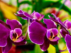 Ang pagtatanim ng mga bombilya ng orchid mula sa Vietnam