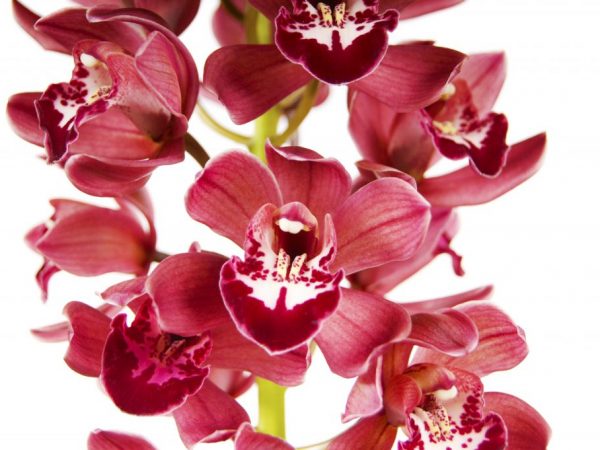 Cymbidium orchidea