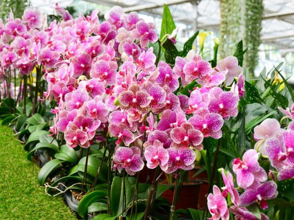 Mga tampok ng namumulaklak na pangangalaga ng orchid