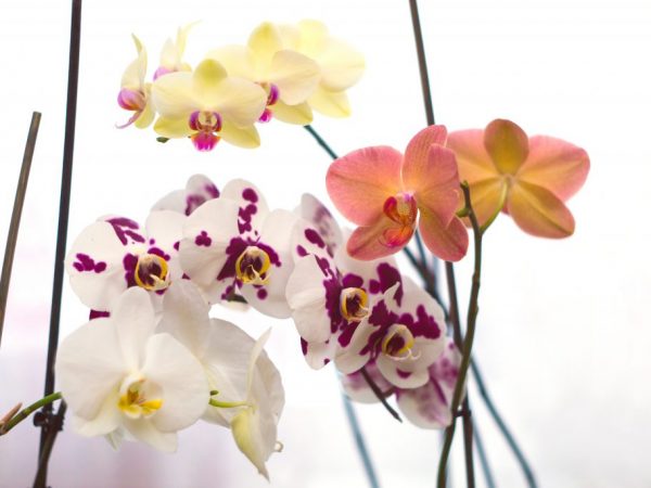 Правила за грижа за орхидеите Phalaenopsis