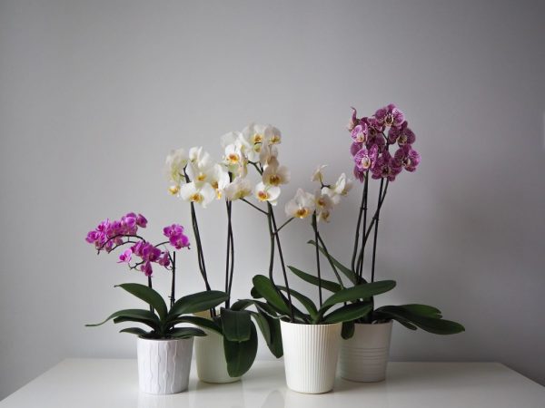 Ültetők kiválasztása az orchideák számára