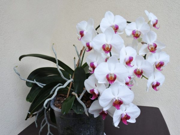 Cascading orchid